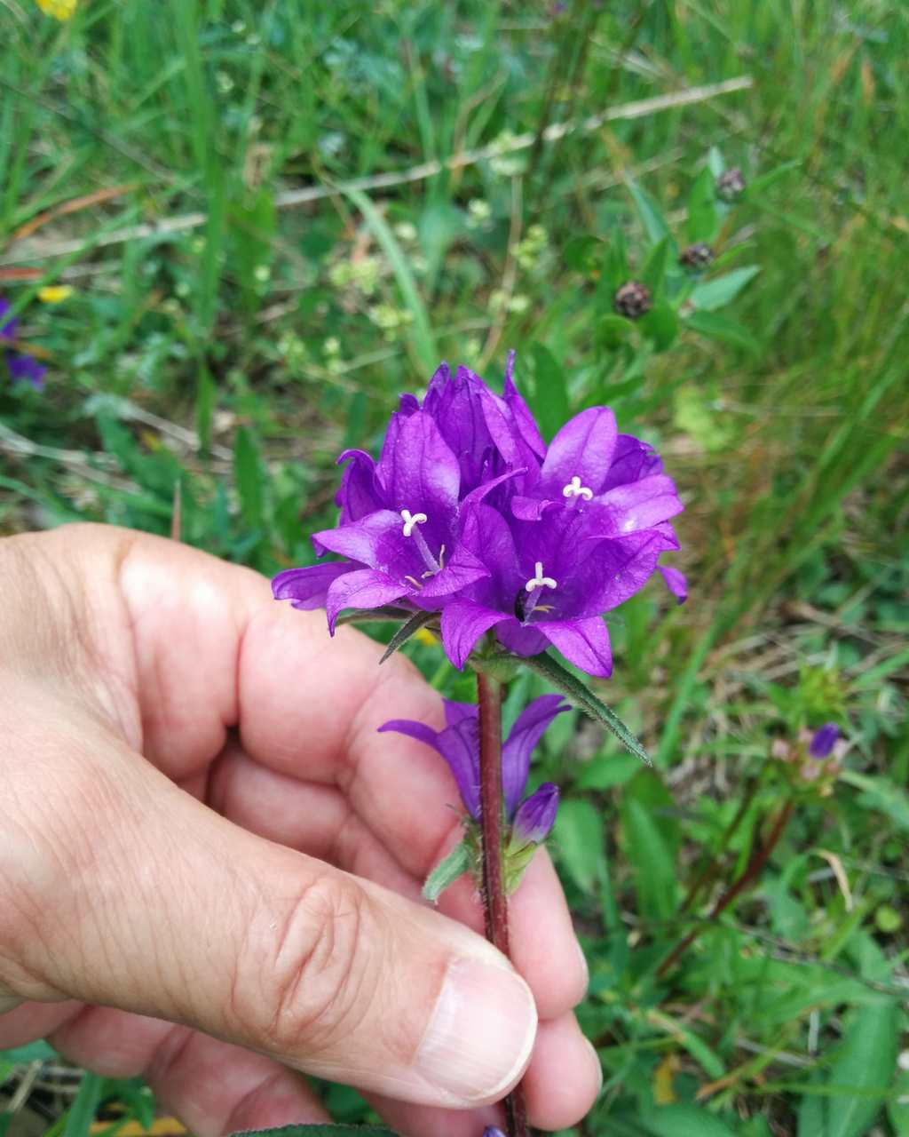 Campanula glomerata